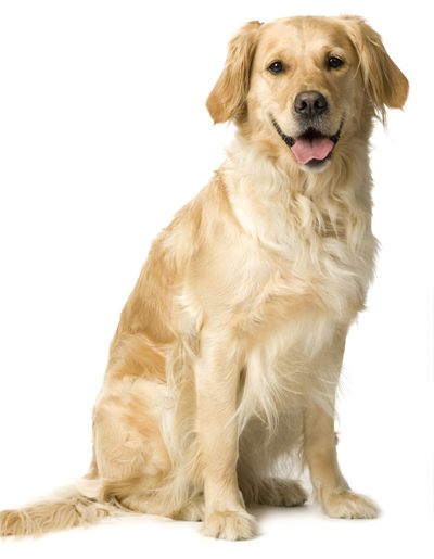 Hund