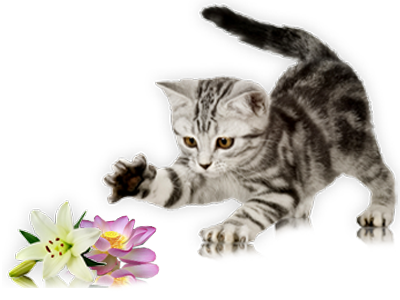 Katze