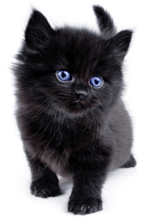 Katze