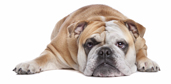 Hund
