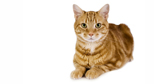 Katze
